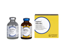 Ingelvac PRRS MLV 10ds 20ml