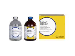 Ingelvac PRRS MLV 50ds 100ml