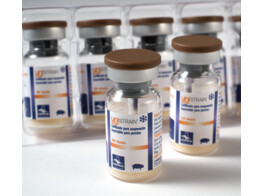 Unistrain PRRS IM 50ds