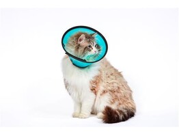 Kraag Smart Collar maat 1  nekmaat 18 - 24cm  per 5 stuks