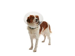 Buster hondenkraag Clic Collar transparant 12 5cm 10 stuks