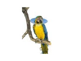 Buster Vogelkraag Bird Collar Combi Assorti 15 stuks